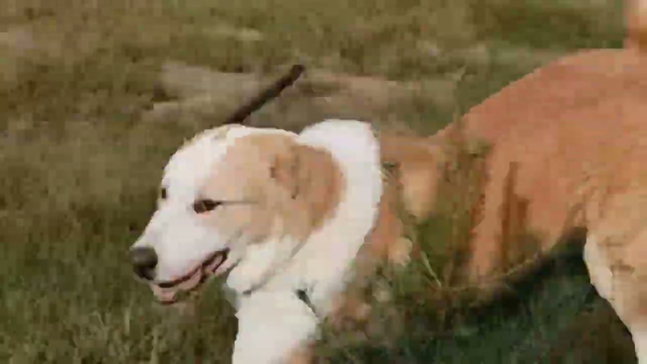 Игры со щенками. ответы на вопросы владельцев САО. выпуск 7 смотреть онлайн