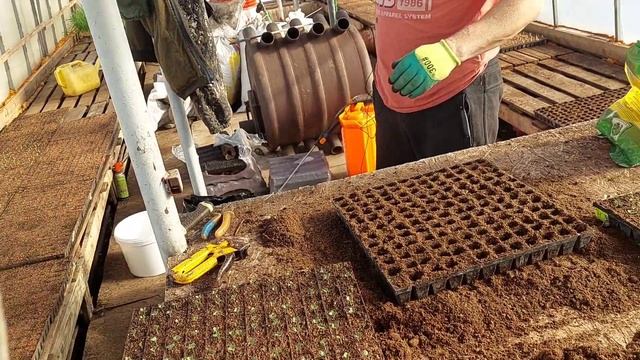 Что делать чтобы рассада капусты не вытягивалась? смотреть онлайн