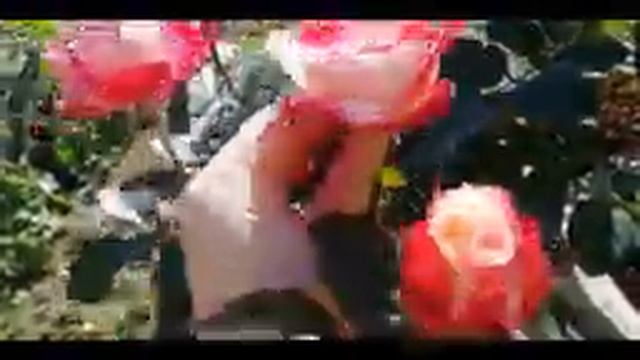 Обзор роз. Выпуск 6. Сорт НОСТАЛЬЖИ/ розы в Сибири, сорта смотреть онлайн