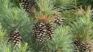 Pinus strobus Densa Hill