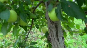 Самый популярный в мире сорт / Яблоня ГОЛДЕН ДЕЛИШЕС, клон РЕЙНДЕРС