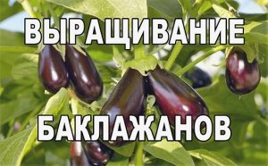 Баклажан. Агрохолдинг для ЧАЙНИКОВ.