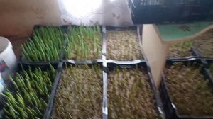 Выгонка тюльпанов к 8 марта и 14 февраля в домашних условиях обучение Tulip Distillation2021