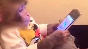 Вот и обезьяны уже научились пользоваться смартфоном