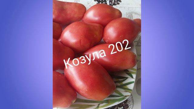 Коллекционные томаты. Обзор 6
