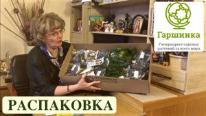 ГАРШИНКА. РАСПАКОВКА ПОСЫЛКИ С САЖЕНЦАМИ. ХВОЙНЫЕ/ЛИСТВЕННЫЕ/МНОГОЛЕТНИЕ. ДАЧНЫЙ КРЕАТИВ.