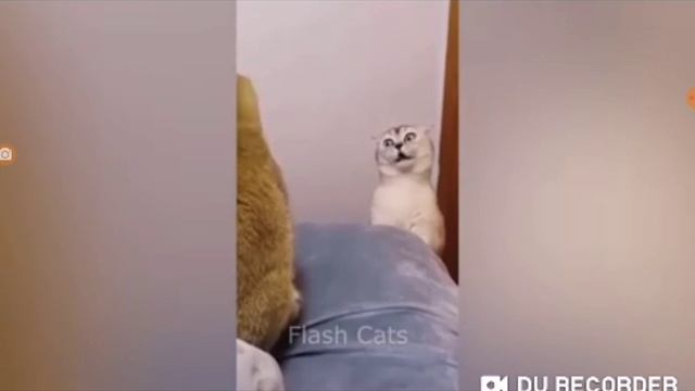 Смешные коты и собаки