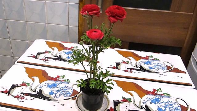 Лютик Азиатский | Релакс | Relax смотреть онлайн