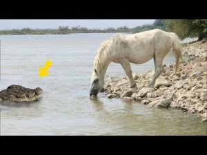 Не на Того Нарвался! Битвы Животных Снятые на Камеру