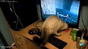 Самые умные коты Сообразительные кошки смешные коты