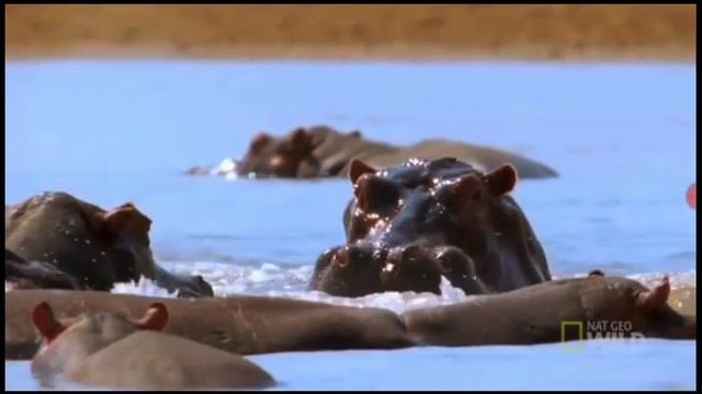 Немного о бегемотах. смотреть онлайн