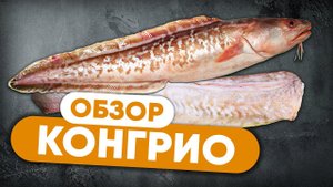 Что ты знаешь о рыбе КОНГРИО? Обзор креветочной рыбы от шеф-повара Сергея Лигая