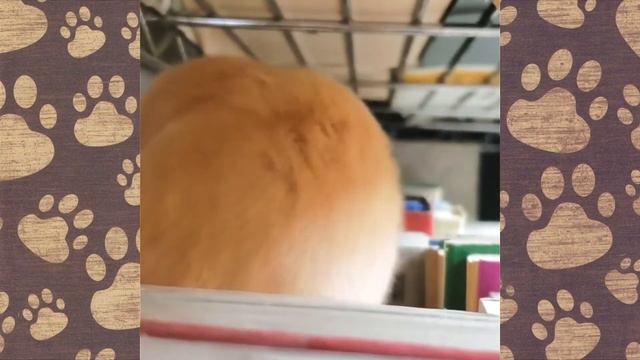 ЗАЧЕМ ТЕБЕ МОЙ ЦВЕТОК? смотреть онлайн