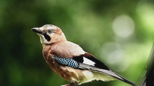 Природа. Звуки птиц. Пение Сойки в лесу