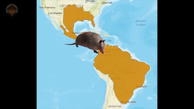 Qué Pasa Con Los Armadillos l Mini Documental смотреть онлайн