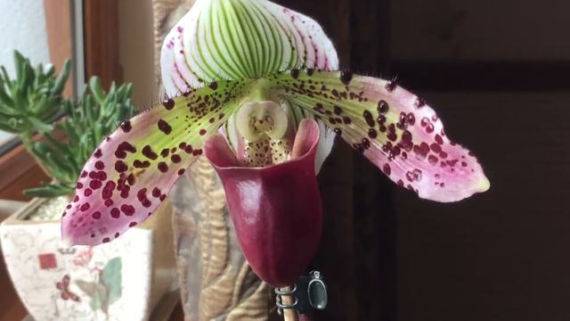 ЦВЕТЕНИЕ ПАФИОПЕДИЛУМА СУКХАКУЛА!!!PAPHIOPEDILUM SUKHAKULII IN BLOOM! смотреть онлайн
