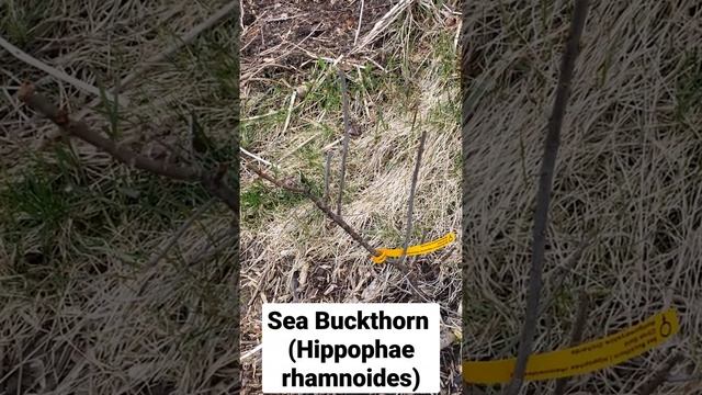 Sea buckthorn (Hippophae rhamnoides)