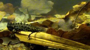 Обыкновенный тритон 6 Свадьба тритонов