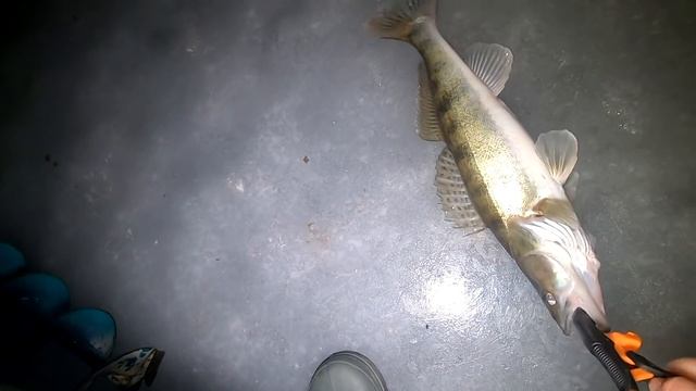 ЖЕРЛИЦЫ с НОЧЁВКОЙ. КРУПНЫЙ СУДАК И ЩУКА. Зимняя рыбалка на жерлицы смотреть онлайн