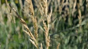 Фалярис тростниковый (двукисточник). Декоративные злаки для сада