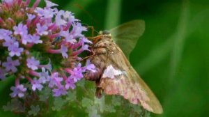 Silver-spotted Skipper nectaring Verbena - August 6, 2016