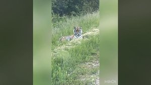 Вот такую красавицу мы встретили в Приморском крае Анучинском районе)