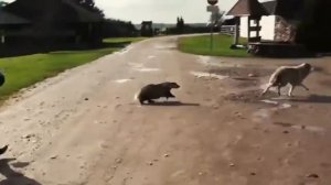 Ужасные нападения животных на людей 2016 Horrible animal attacks on humans 2016