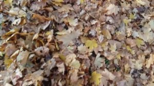 Приятные звуки. Шелест листьев под ногами.