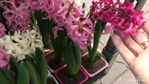 Уценённые Цветочки в Оби.Много комнатных Цветов!