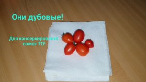 Он не цветёт!🤨Они🍅мне не понравились!🙄Хочу их🍃укоренить!🤔Зелень в морозилку!☘️