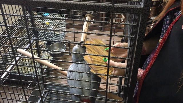 Карта на выходные дни от колдуна Кузи смотреть онлайн