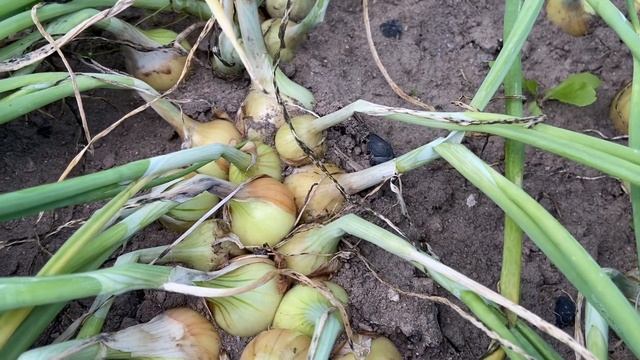 ДЕЛА ОГОРОДНЫЕ // СВОИ СЕМЕНА // культуры выращиваю из своих семян // СЕМЕНА СВЕКЛЫ И МОРКОВКИ смотреть онлайн