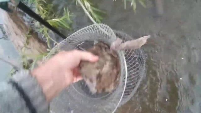 Рыбалка. Хрящевка.