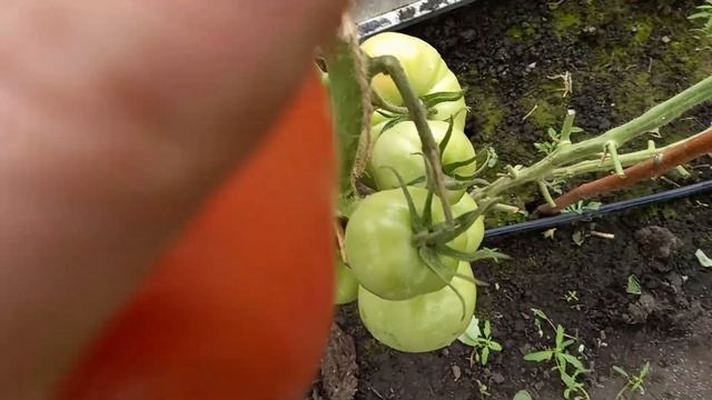Томат народный КОРМИЛЕЦ, урожай ведрами, вкусный, сладкий, не капризный, всегда будете с урожаем