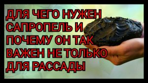 Для чего нужен сапропель и почему он так важен не только для рассады, но и для комнатных растений