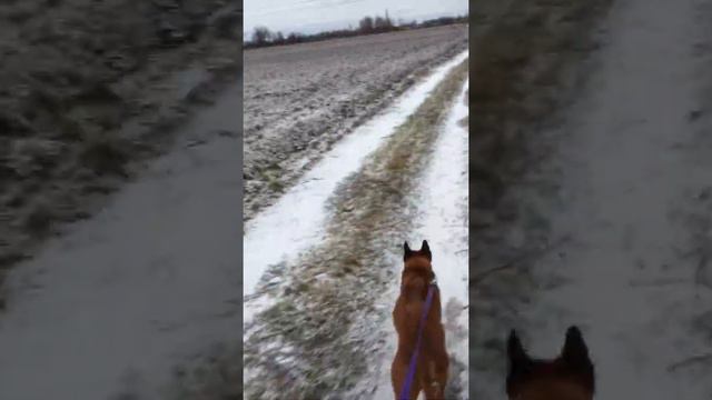 Thai Ridgeback Dog running