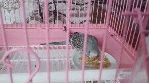 На птичьем рынке купили волнистого попугая и клетку ПЕРВЫЙ ДЕНЬ