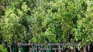 Полив плодовых деревьев