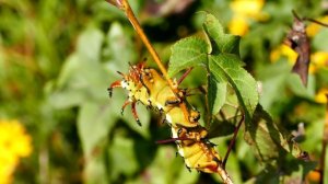 Рогатый Дьявол Гикори на ветке | Красивая гусеница