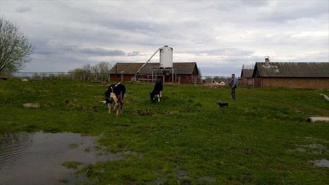 Почему у коровы белые пятна на боках смотреть онлайн