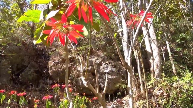 Poinsettia (Euphorbia pulcherrima) смотреть онлайн