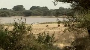 Загадки жизни обезьян