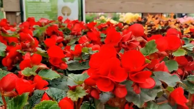 Red Flowers
