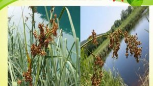 РАСТЕНИЯ КРАСНОЙ КНИГИ РОССИИ\ОХРАНА ПРИРОДЫ