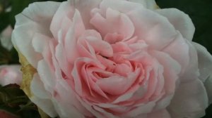 Rose 'Barbara Austin' de 'David Austin' l'excellence est rose