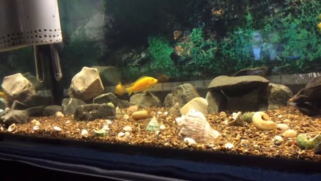 Желтые цихлиды ( кто чем кормит в комментарии) смотреть онлайн