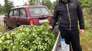 Когда и как правильно нужно заготавливать берёзовые веники для бани.