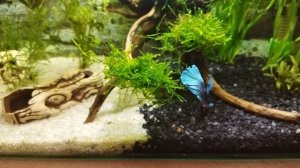 пополнения в аквариуме