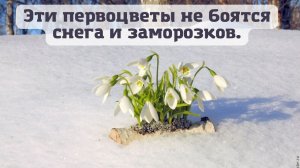 Эти первоцветы не боятся снега и заморозков.??