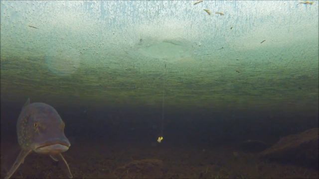 Кто выключает КЛЁВ ? ВидеоОТВЕТ - подводные съёмки на зимней рыбалке. hungry big pike ice fishing смотреть онлайн